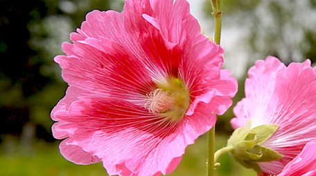 摇曳的蜀葵花高清实拍