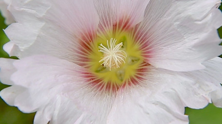 摇曳的蜀葵花高清实拍