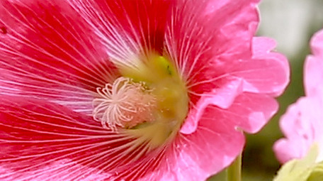 摇曳的蜀葵花高清实拍