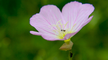粉色月见草高清实拍
