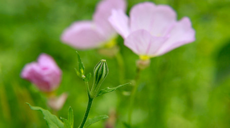粉色月见草高清实拍