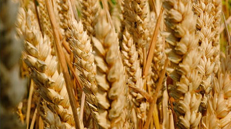 高清实拍麦子成熟金色麦田