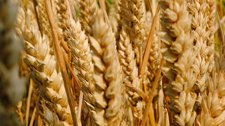 高清实拍麦子成熟金色麦田