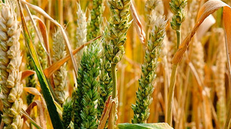 高清实拍麦子成熟金色麦田