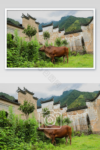 田园古建筑乡村休闲原生态黄牛云海图片