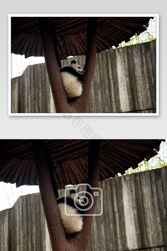 可爱成都大熊猫树中沉睡摄影图片