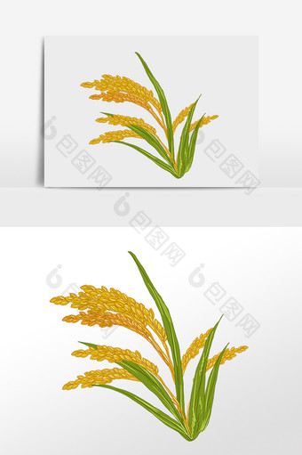 手绘农作物庄家粮食水稻稻米插画图片