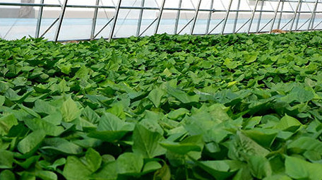 高清实拍现代化大棚种植栽培