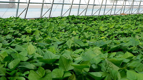 高清实拍现代化大棚种植栽培