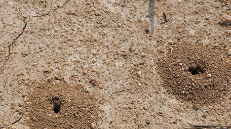 高清实拍烈日炎炎干涸土地上蚂蚁窝
