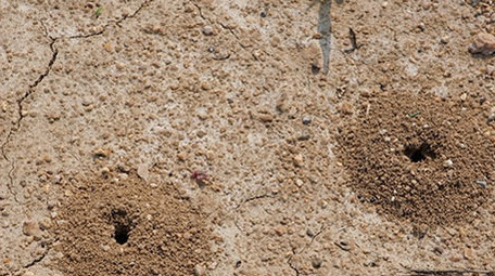 高清实拍烈日炎炎干涸土地上蚂蚁窝
