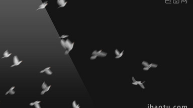 5组带通道鸽子飞翔视频素材