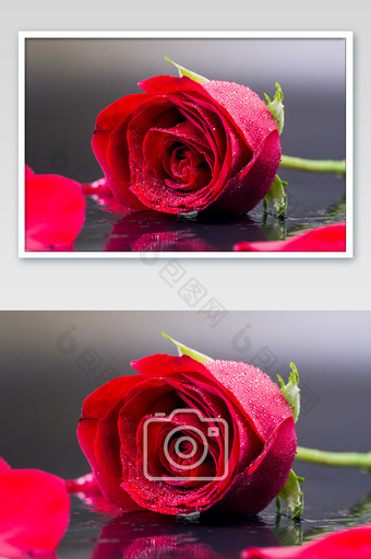 花卉玫瑰花爱情浪漫红色美妙情人节七夕图片