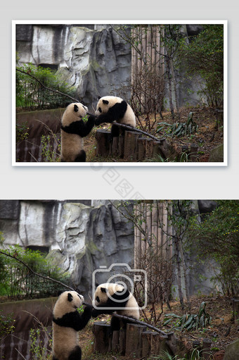 成都大熊猫繁育中心熊猫嬉戏摄影图片