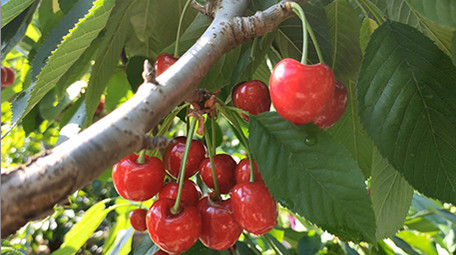 车厘子大樱桃生长过程水果交易市场<strong>乡村</strong>振兴