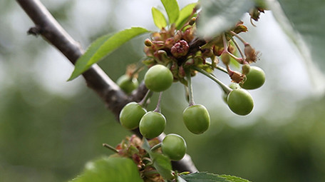 车厘子大樱桃生长过程水果交易市场<strong>乡村</strong>振兴