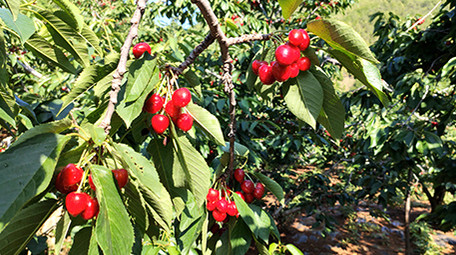 车厘子大樱桃生长过程水果交易市场<strong>乡村</strong>振兴