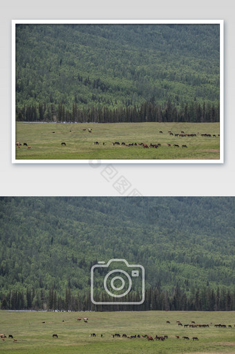 新疆哈纳斯大草原防护林摄影图图片
