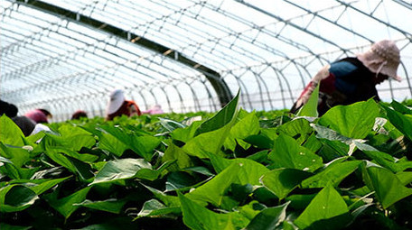 高清实拍大棚内农民采选地瓜苗