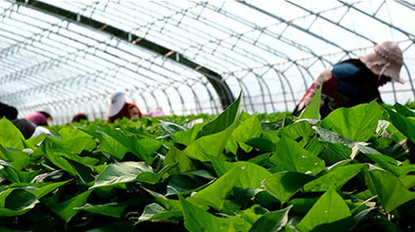 高清实拍大棚内农民采选地瓜苗