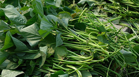 高清实拍大棚内农民采选地瓜苗