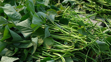 高清实拍大棚内农民采选地瓜苗