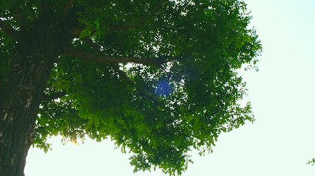 大气壮观雄伟震撼唯美大树仰拍企业宣传精神