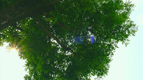 大气壮观雄伟震撼唯美大树仰拍企业宣传精神