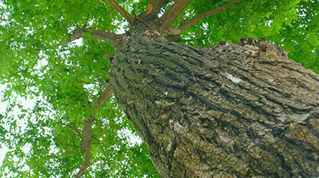 大气壮观雄伟震撼唯美大树仰拍企业宣传精神