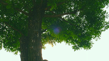 大气壮观雄伟震撼唯美大树仰拍企业宣传精神