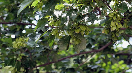 东山宾馆附近的各种树木