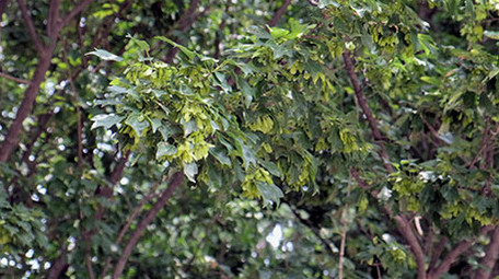 东山宾馆附近的各种树木