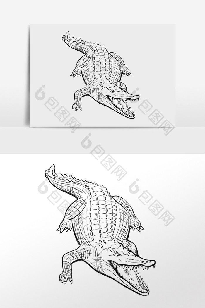 线描线稿野生动物小鳄鱼插画图片图片