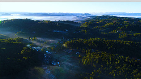 航拍光晕下的森林