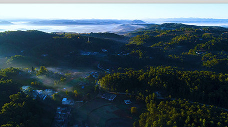 航拍光晕下的森林