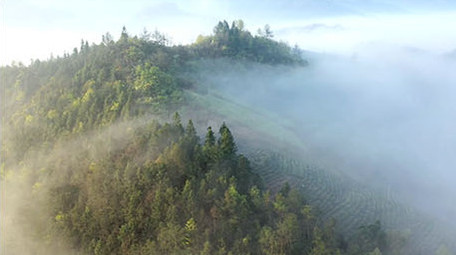 航拍大气黄山日出薄雾云海苍山峻岭