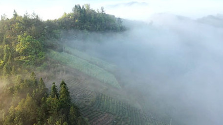 航拍大气黄山日出薄雾云海苍山峻岭
