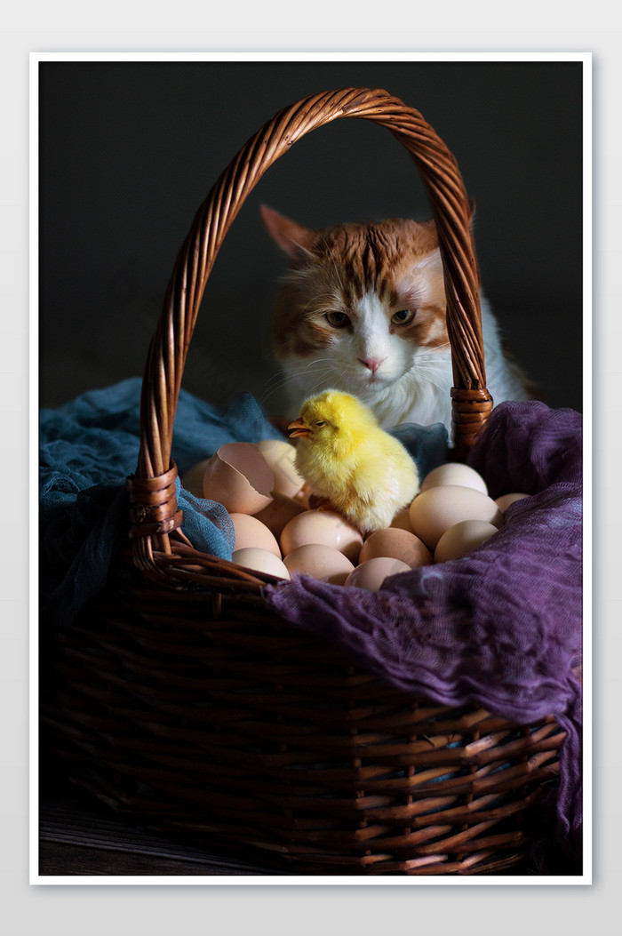 猫咪盯着小鸡和鸡蛋摄影图片图片