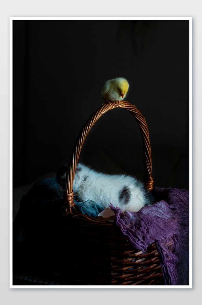猫咪和小鸡在篮子里玩摄影图片图片