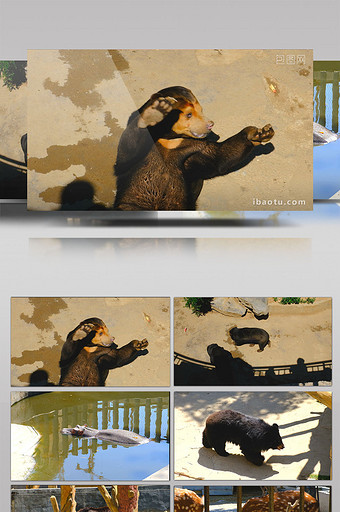 动物园动物马来熊黑熊河马梅花鹿表演喂动物图片