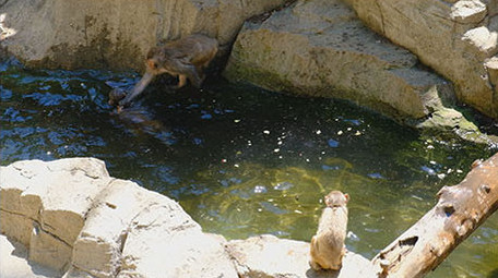 金丝猴猴子动物世界野外动物园猴子打闹