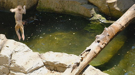 金丝猴猴子动物世界野外动物园猴子打闹