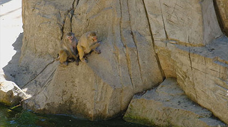 金丝猴猴子动物世界野外动物园猴子打闹