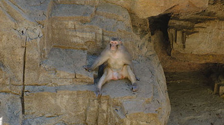 金丝猴猴子动物世界野外动物园猴子打闹