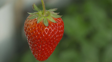 实拍视频农业草莓视频