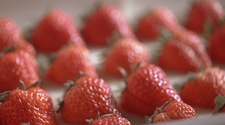 实拍视频农业草莓视频