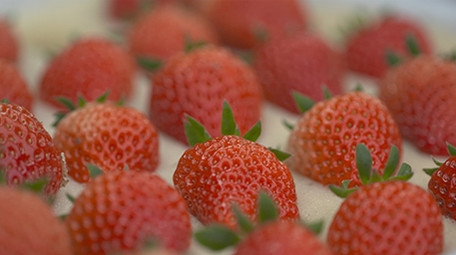 实拍视频农业草莓视频