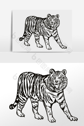 线描绘画野生动物老虎插画图片
