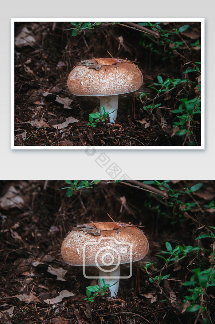 山间的蘑菇摄影图片图片