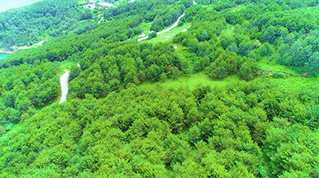 航拍绿绿葱葱的森林